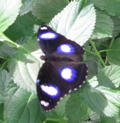 Mainau_10.jpg