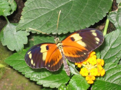 Mainau_3.jpg