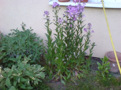 DSC00045.JPG