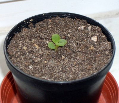 Crassula sunset-Baby.jpg