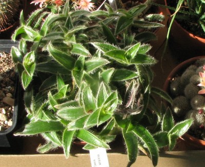 IMG_1186 Neuanschaffungen  04.jpg