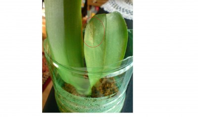 Orchideen-Nachwuchs 4 am  09.05.09.jpg