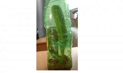 Orchideen-Nachwuchs 2 am  09.05.09.jpg