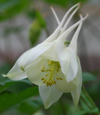 Akelei_weiß.jpg