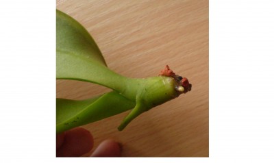 Orchideen-Nachwuchs am  10.05.09.jpg