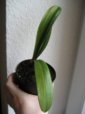 clivie variegated.JPG