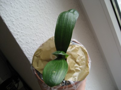 clivie von rainer.JPG