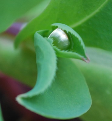 Wachsblume.jpg