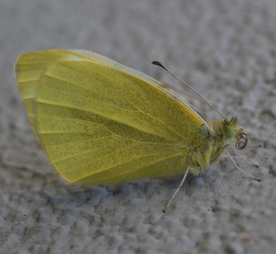 Schmetterling.jpg