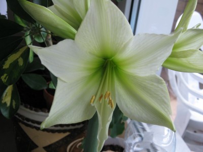 Amaryllisblüte.jpg