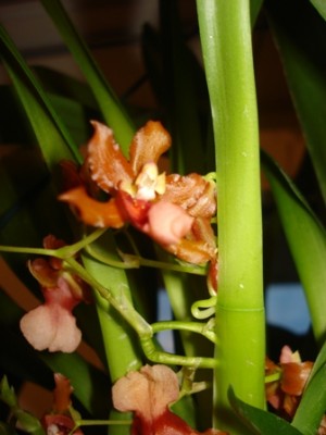 Orchi2.jpg