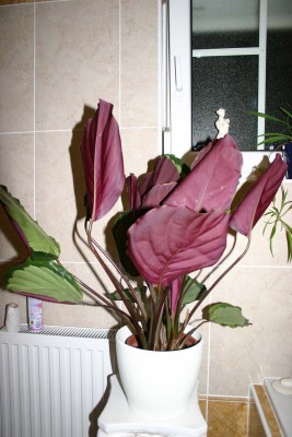 Calathea1.jpg