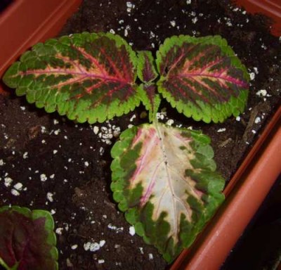 LPIC5404.JPG