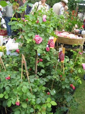 IMG_6586.JPG
