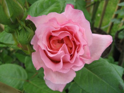 IMG_6594.JPG