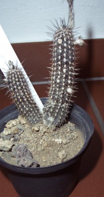 BoGa HD 2009-05-10 126.jpg