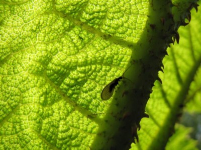 Schlammfliege-unter dem Blatt-von-Gunnera-spec.JPG