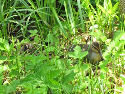 Stock-Enten-Kind.JPG