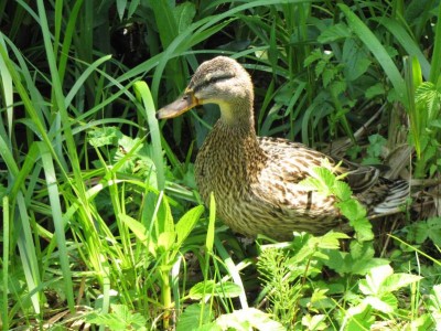 Stock-Enten-Mama.JPG