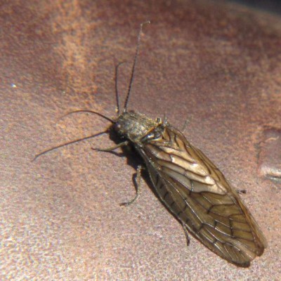 Schlammfliege.JPG