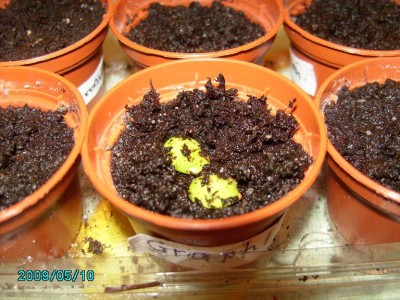 PICT0135.JPG