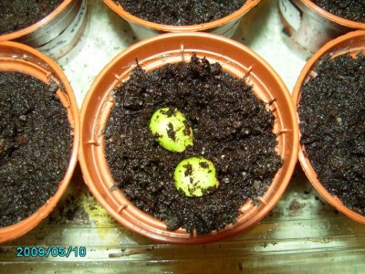 PICT0136.JPG