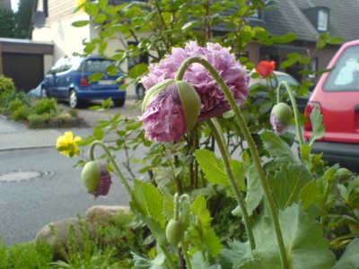 Garten 2007 008.jpg