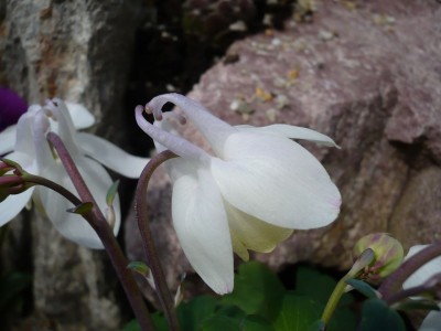 flabellata rosea1.jpg