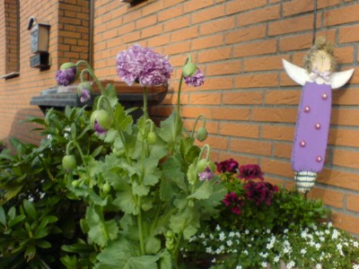 Garten 2007 007.jpg