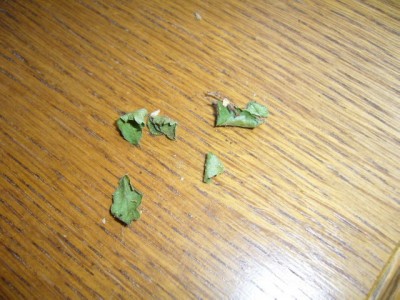Bonsai2.jpg
