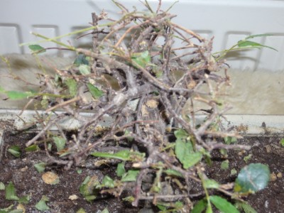 Bonsai1.jpg