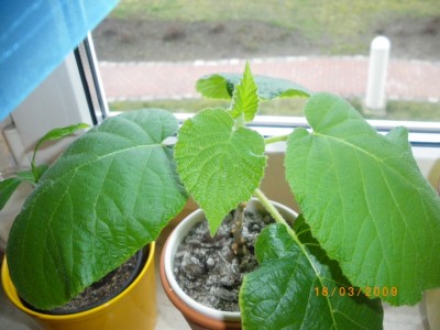 Kiwi 18.03.2009.jpg
