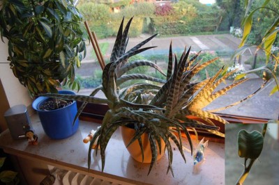 aloe01.jpg