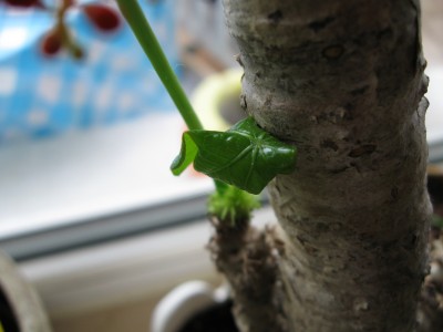 Jatropha das erste Blatt.jpg