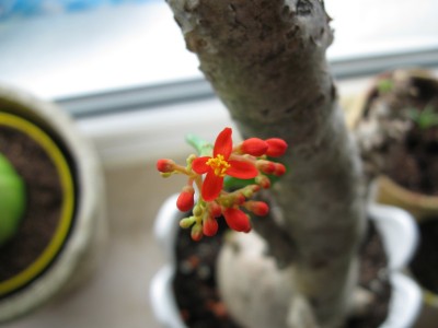 Die erste Jatrophablüte.jpg