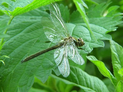 aeschna-cyanea.JPG