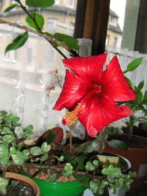 Hibiskus.JPG