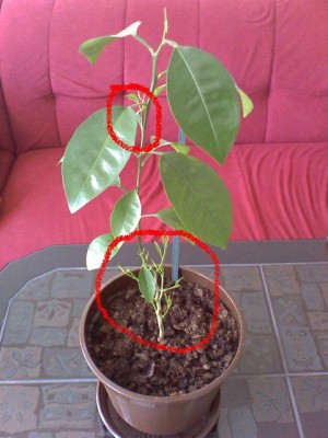 Triebe_Mandarine.JPG