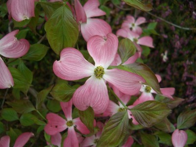 Cornus florida 2.jpg