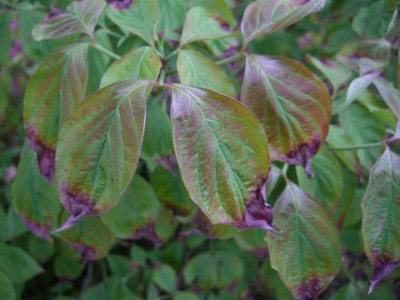 Cornus florida.JPG