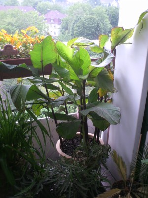 PICT0025.JPG