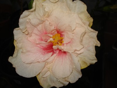 Mai 2009 053.jpg