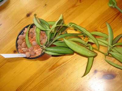 Mai 2009 022.jpg