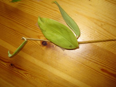 Mai 2009 018.jpg