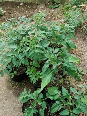 RIMG0013.JPG