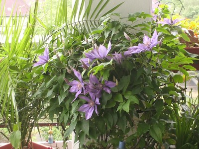 PICT0027.JPG