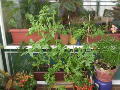 PICT0026.JPG