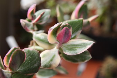 Crassula ovata variegata - 13.05.2009 - 1.jpg