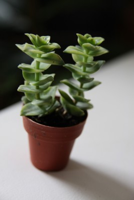 Crassula perforata variegata.jpg
