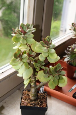 Crassula arborescens undulatifolia - 13.05.2009 - 1.jpg